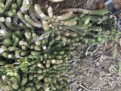 Euphorbia caput-medusae