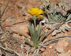 Tetraneuris argentea