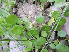 Hydrocotyle verticillata
