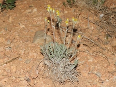 Hymenopappus filifolius
