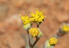 Hymenopappus filifolius