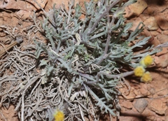Hymenopappus filifolius