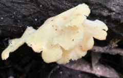 Favolus brasiliensis