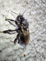Bombus