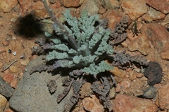 Chaenactis douglasii