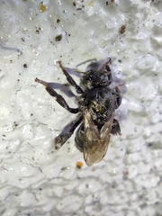 Bombus