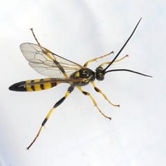 Ichneumon annulatorius