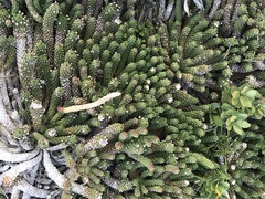 Euphorbia caput-medusae