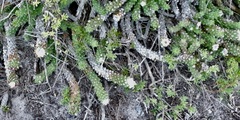 Euphorbia caput-medusae