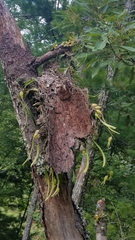 Prosthechea rhynchophora