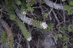 Euphorbia caput-medusae