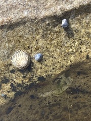 Bembicium