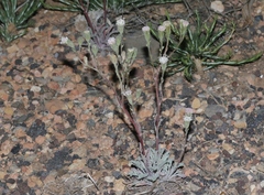 Chaenactis douglasii