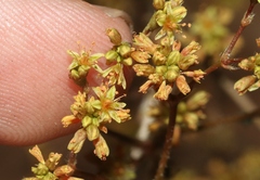 Eriogonum alatum