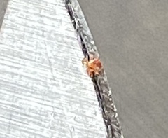 Amblyomma americanum