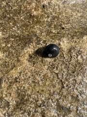 Nerita melanotragus
