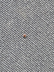 Amblyomma americanum