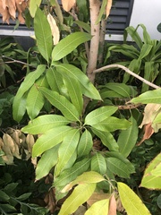 Mangifera indica