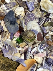 Bembicium nanum
