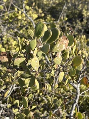 Maytenus phyllanthoides
