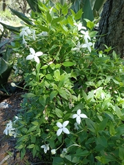 Bouvardia longiflora