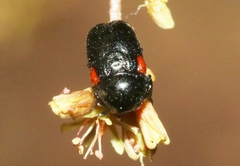 Saxinis saucia