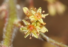 Eriogonum alatum
