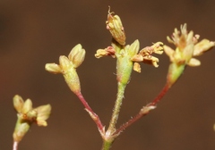 Eriogonum alatum