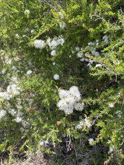 Kunzea ambigua