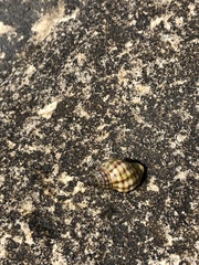 Agnewia tritoniformis