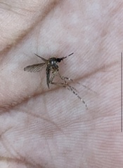 Aedes