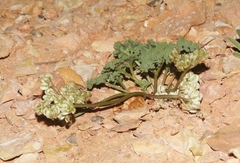 Cymopterus purpureus