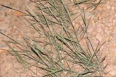 Elymus lanceolatus