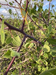 Bursera epinnata
