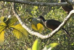 Penelope obscura