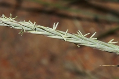 Elymus lanceolatus
