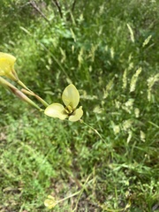 Moraea bellendenii