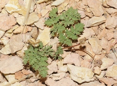 Cymopterus purpureus