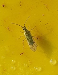 Nesidiocoris tenuis