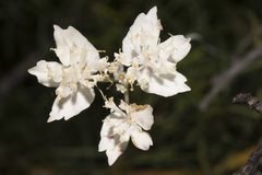 Xanthosia