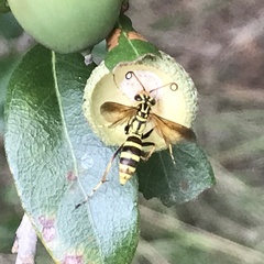 Poecilopompilus mixtus