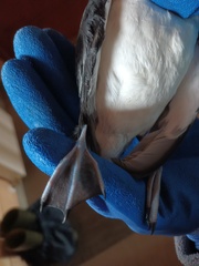 Pelecanoides magellani