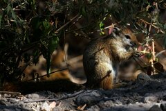 Paraxerus cepapi cepapi