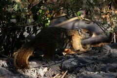 Paraxerus cepapi cepapi