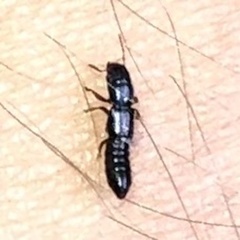 Osoriinae