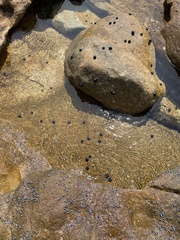 Nerita melanotragus