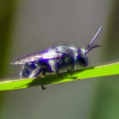 Leioproctus