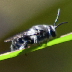 Leioproctus