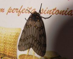 Machadoia xanthosticta