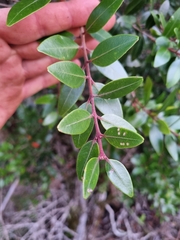 Metrosideros robusta